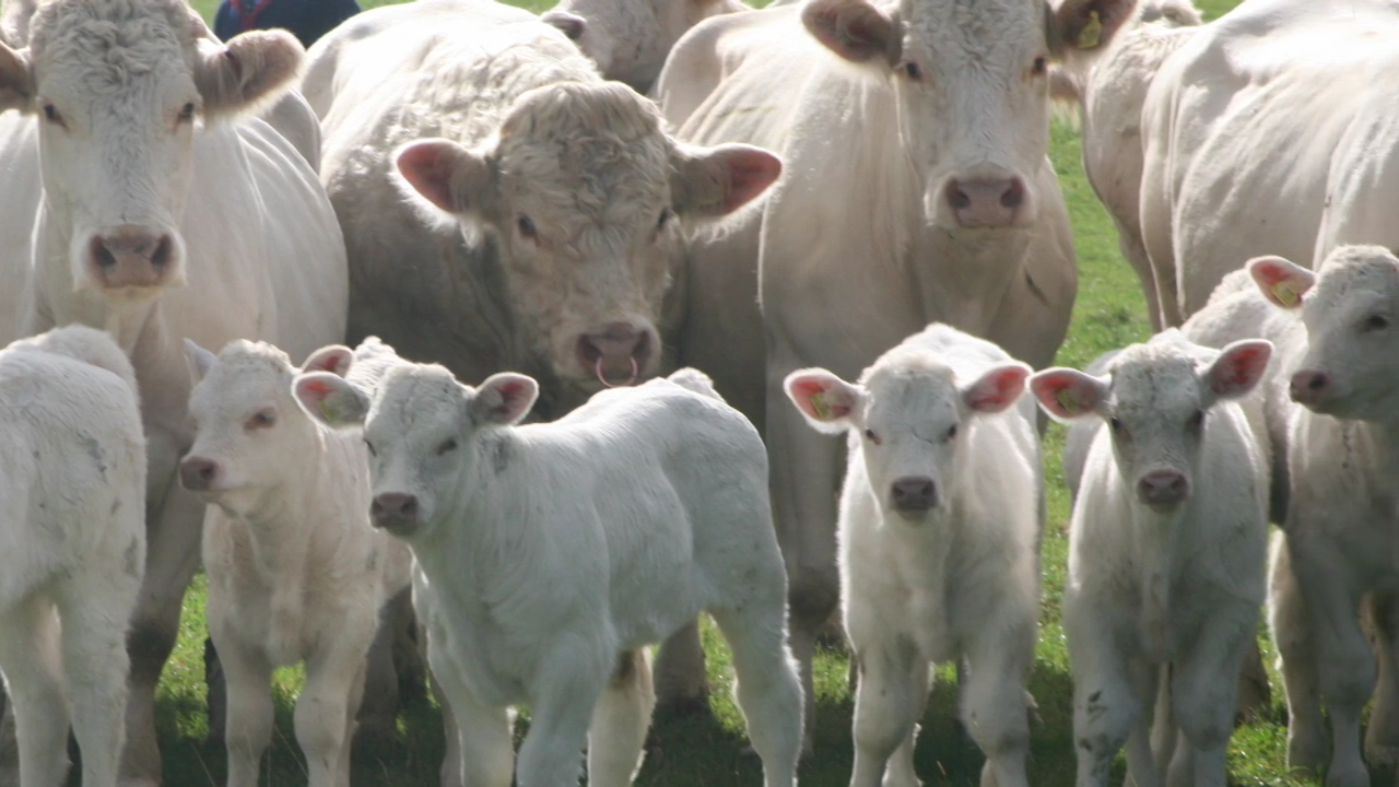 Charolais open/Bred Heifers, Bulls & calves for sale